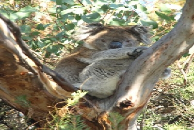 Australien Golfreisen und Golfurlaub